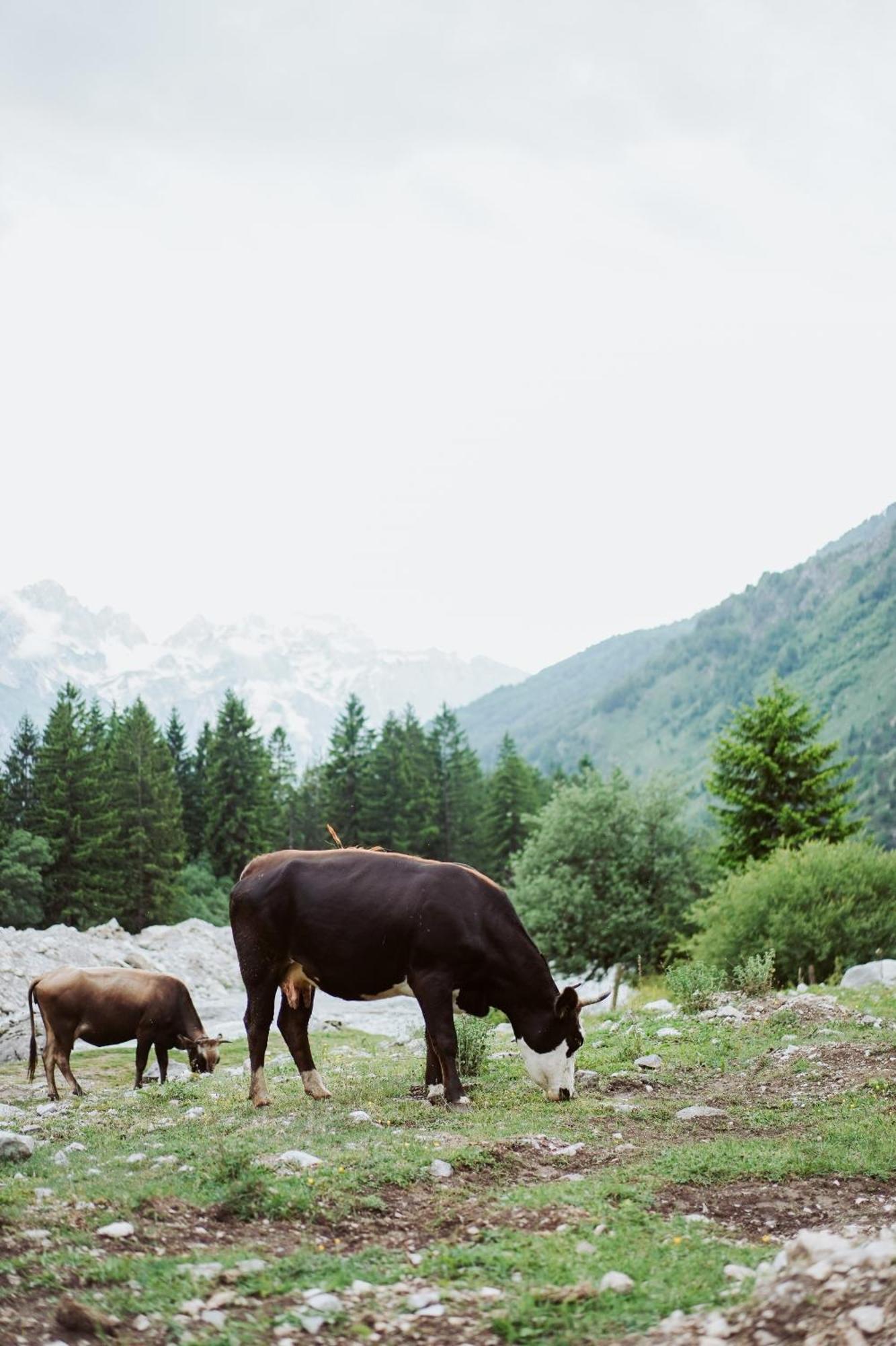 Valbona Resort & Spa Ngoại thất bức ảnh